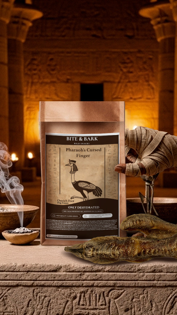 π The Curse of the Nile β Halloween Limited Edition Box