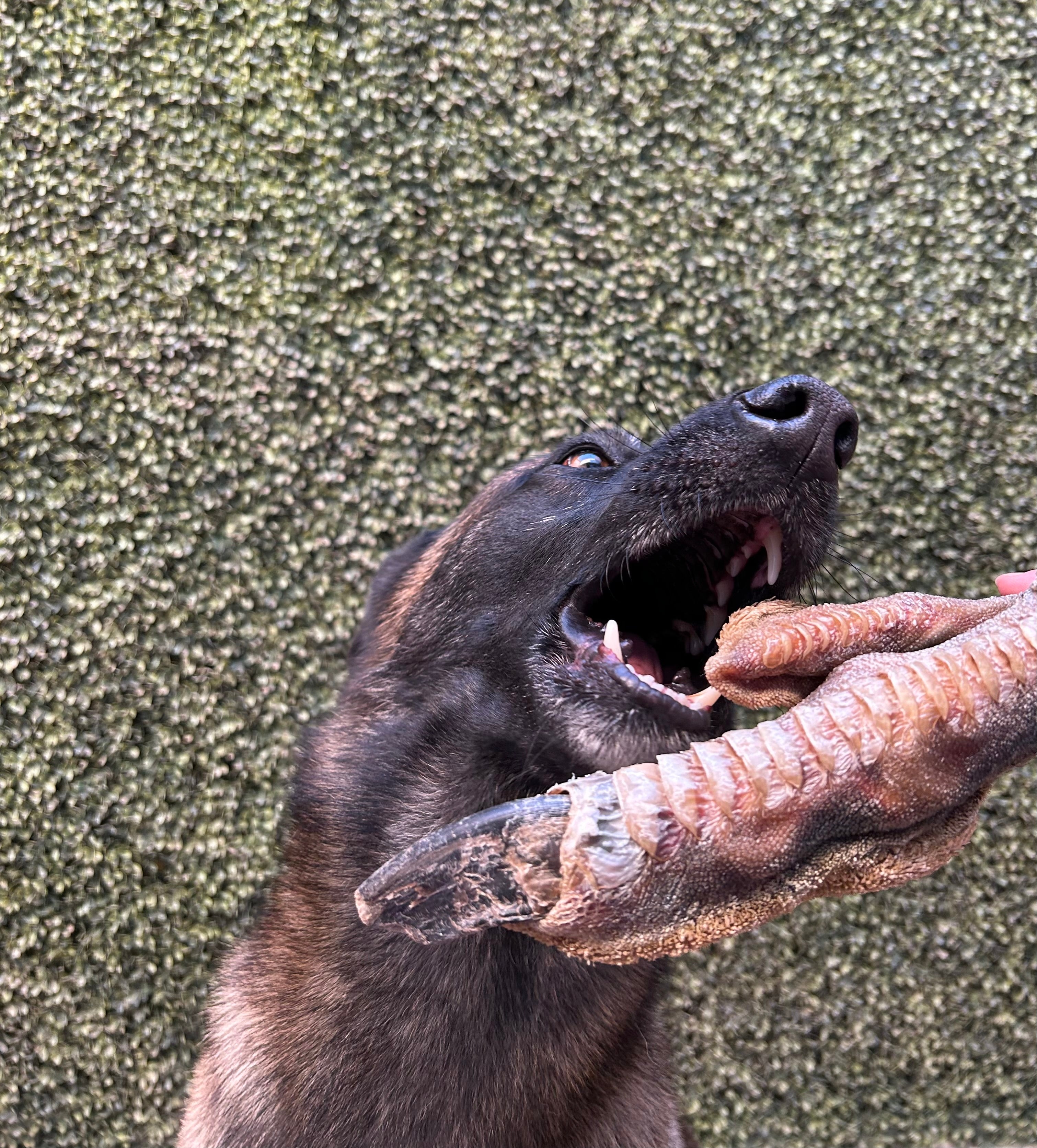 Ostrich Foot