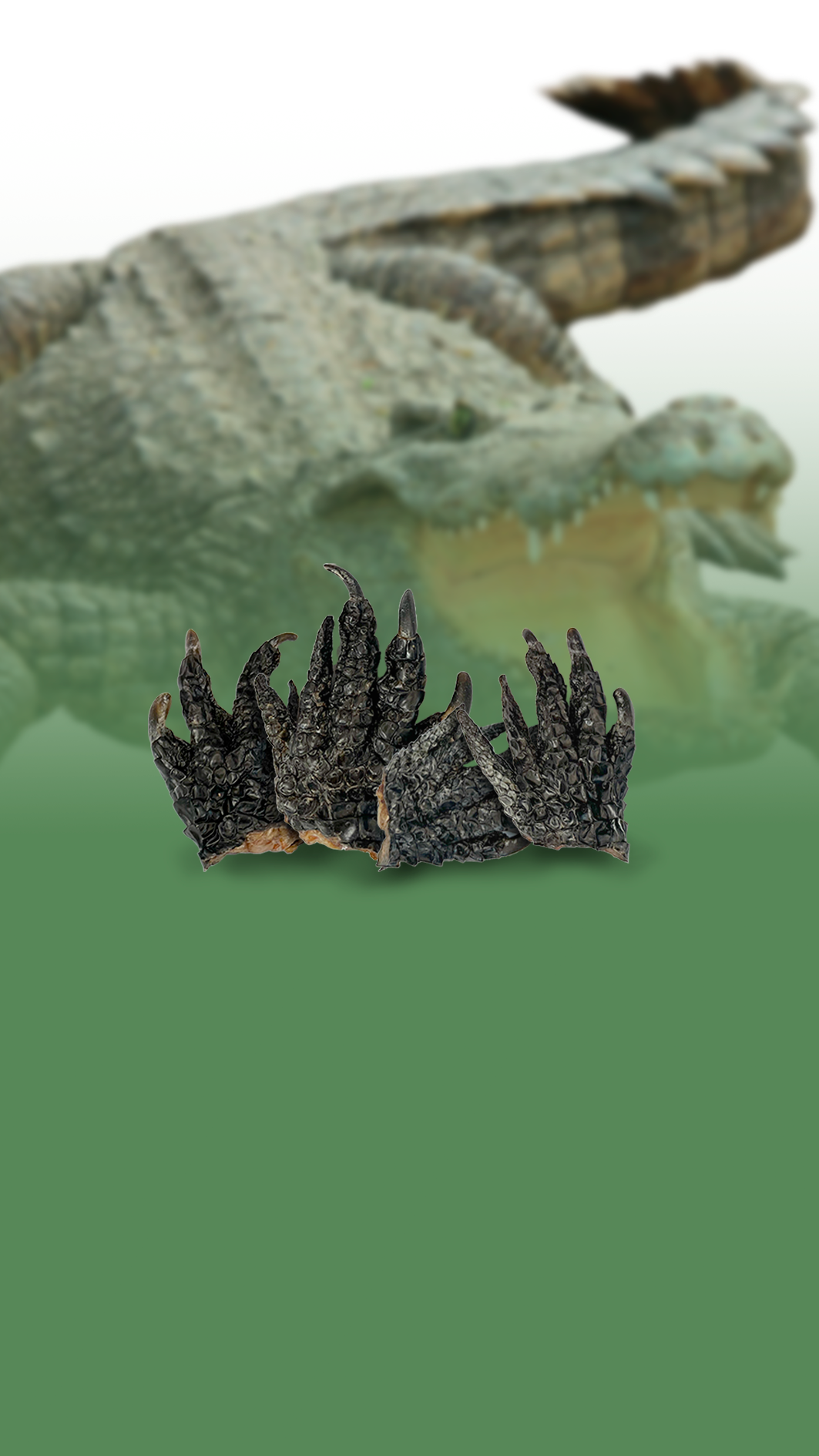 Crocodile Feet