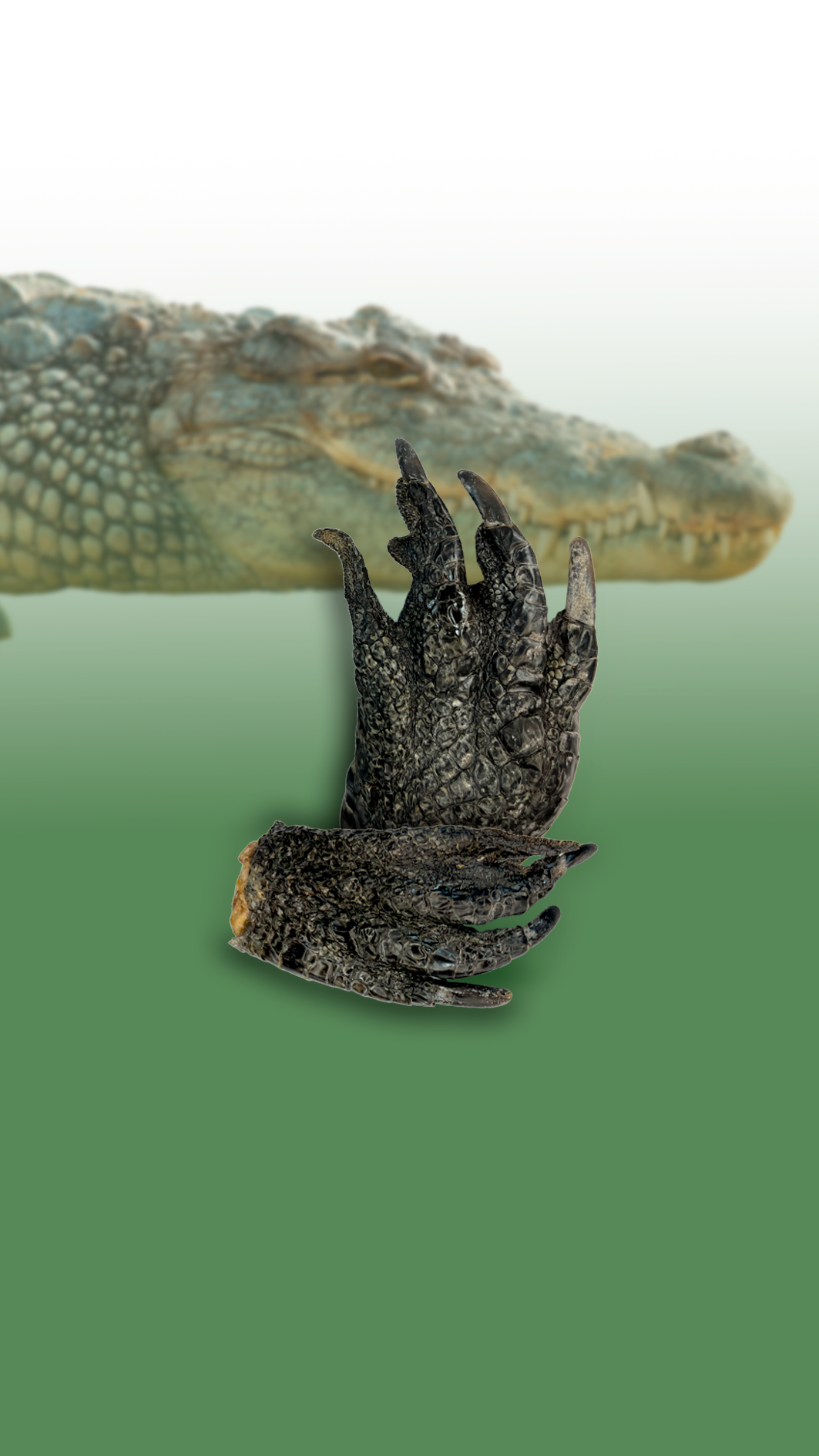 Crocodile Feet